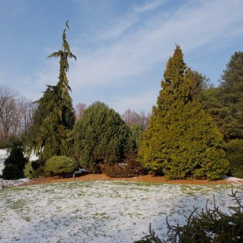 Foto van Abies 'Nana'