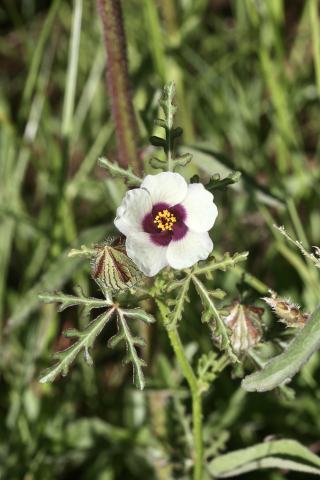 Foto van Drie-urenbloem