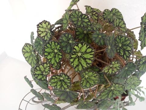 Foto van Wimperbegonia