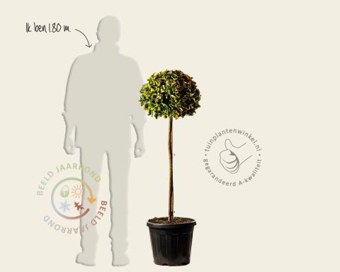 Foto van Japanse kardinaalsmuts ‘Aurea’