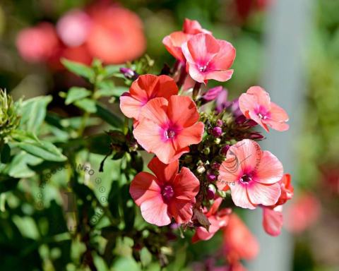 Foto van Vlambloem ‘Orange Perfection’