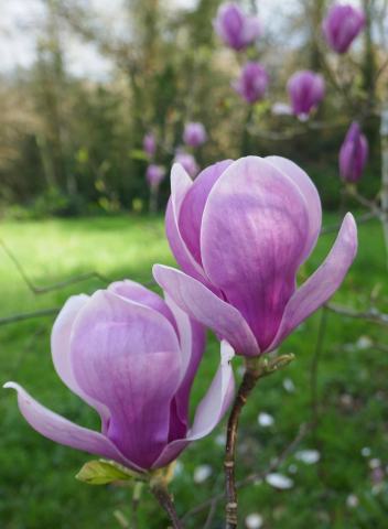 Foto van Gewone magnolia