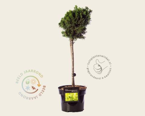 Foto van Japanse cipres ‘Nana Aurea’