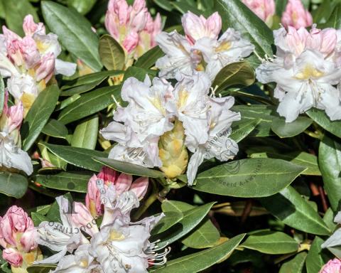 Foto van Rododendron ‘Doc’