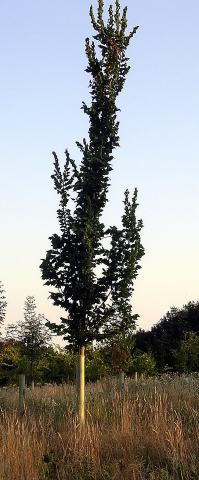 Foto van Ulmus 'Columella'