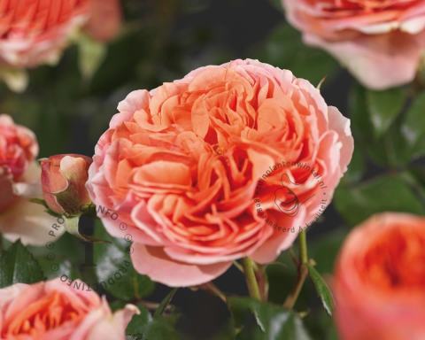 Foto van Grootbloemige roos ‘Chippendale’