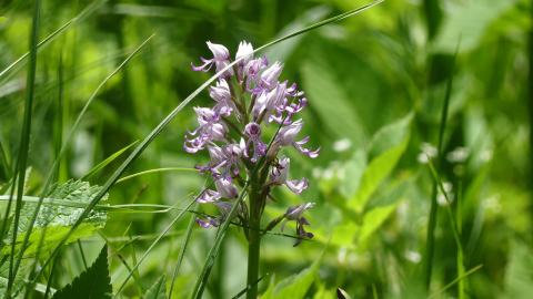 Foto van Aapjesorchis