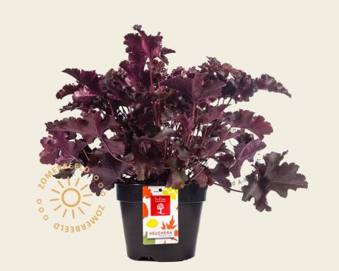 Foto van Purperklokje ‘Crimson Curls’