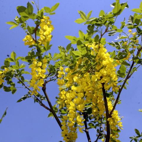 Foto van Laburnum 'Pendulum'