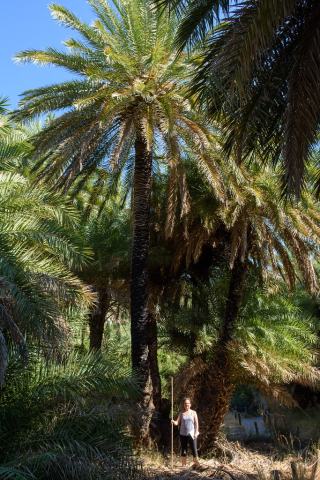 Foto van Kretenzische dadelpalm