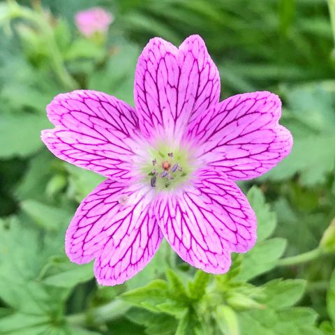 Foto van Roze ooievaarsbek