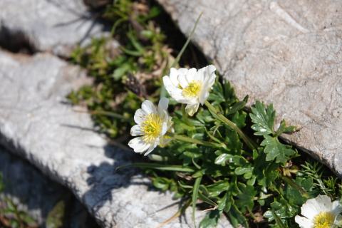Foto van Alpenboterbloem