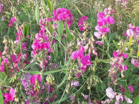Foto van Brede lathyrus