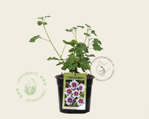 Foto van Struikmalva ‘Maritima’