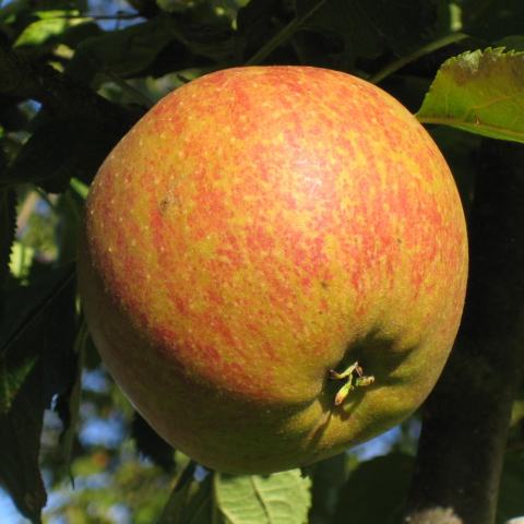 Foto van Malus 'Cox's Orange Pippin'