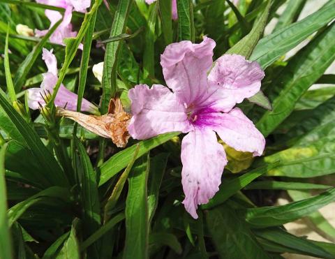 Foto van Mexicaanse petunia