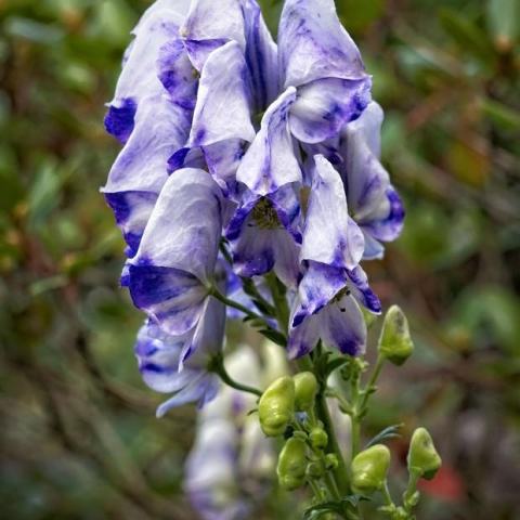 Foto van Aconitum 'angustius'