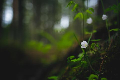 Foto van Witte klaverzuring