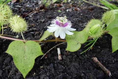 Foto van Stinkende passiebloem
