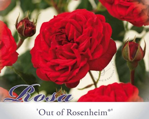 Foto van Trosroos ‘Out of Rosenheim’