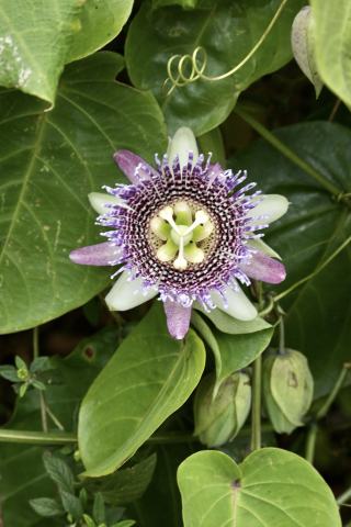 Foto van Passiflora 'onbepaalde'