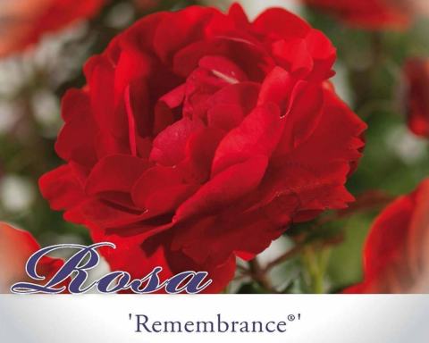 Foto van Grootbloemige trosroos ‘Remembrance’