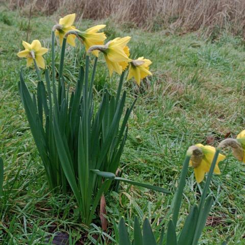Foto van Trompetnarcis