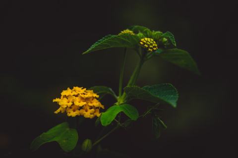 Foto van Lantana 'onbeken'