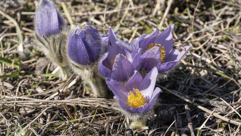 Foto van Wildemanskruid