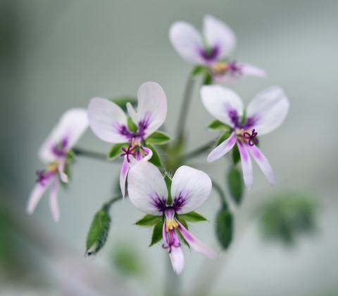 Foto van Pelargonium 'Graveolens'