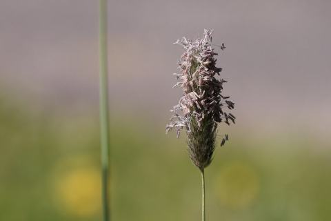 Foto van Grote vossenstaart