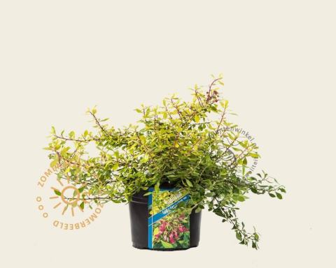 Foto van Escallonia ‘Golden Carpet’