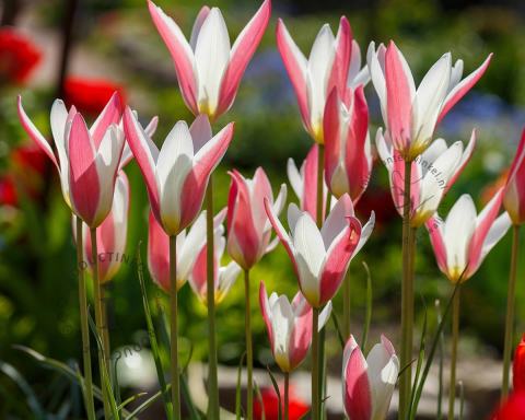 Foto van Tulp ‘Lady Jane’