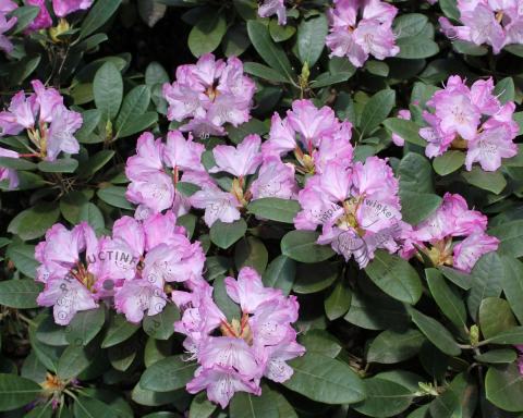 Foto van Rododendron ‘Caroline Allbrook’