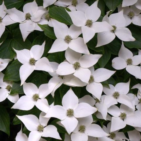 Foto van Cornus 'Milky Way'