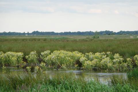 Foto van Moerasandijvie