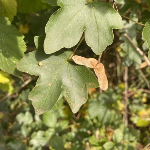 Foto van Acer 'Postelense'