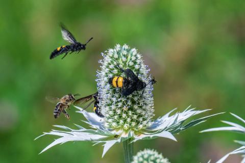 Foto van Ivoordistel