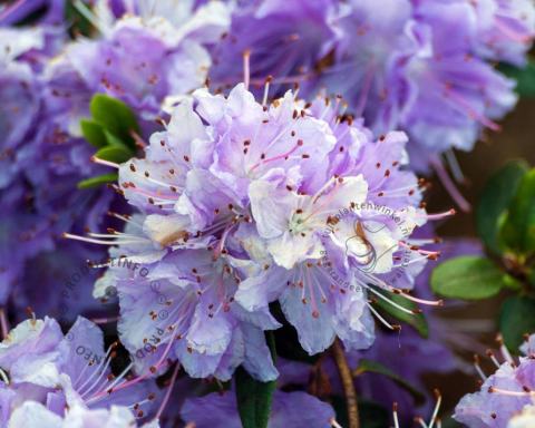 Foto van Dwerg rododendron ‘Purple Pillow’