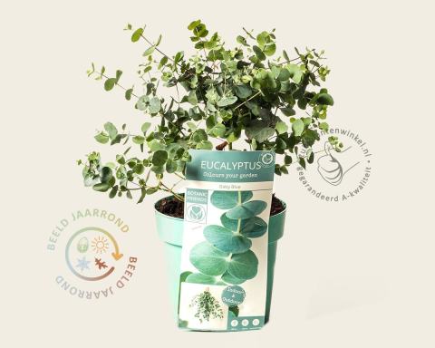 Foto van Gomboom ‘Baby Blue’