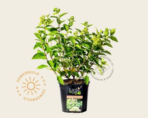 Foto van Pluimhortensia ‘Little Lime’