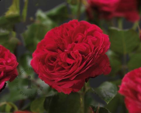 Foto van Grootbloemige trosroos ‘Red Leonardo da Vinci’
