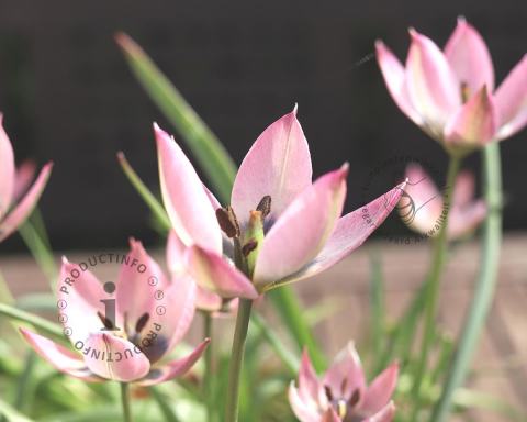 Foto van Tulp ‘Danique’