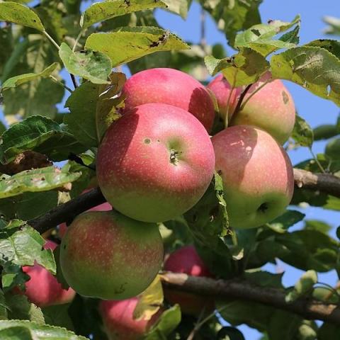 Foto van Malus 'Candied Apple'