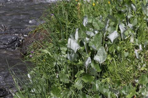 Foto van Sneeuwwit hoefblad