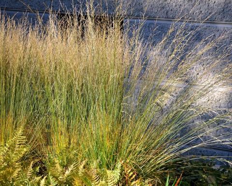 Foto van Pijpenstrootje ‘Heidebraut’