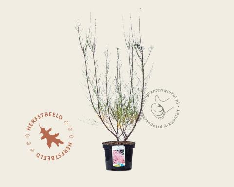 Foto van Tamarisk