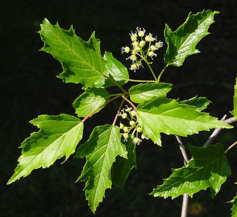 Foto van Acer 'onbenkend'