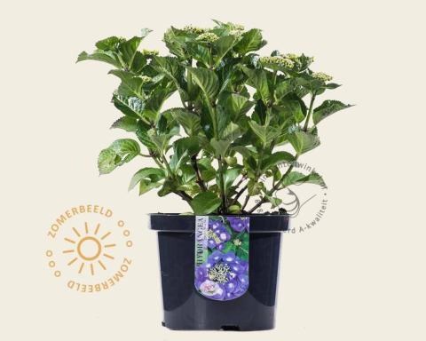Foto van Hortensia ‘Teller - Blauw’