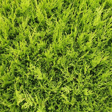 Foto van Hesperotropsis 'Castlewellan'